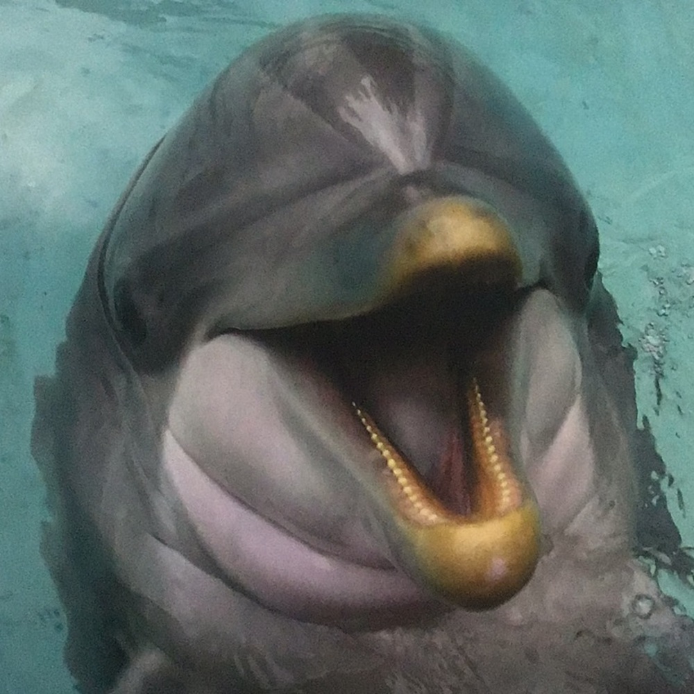 I’m Double Chin Dolphin! Luv ya baby ;)